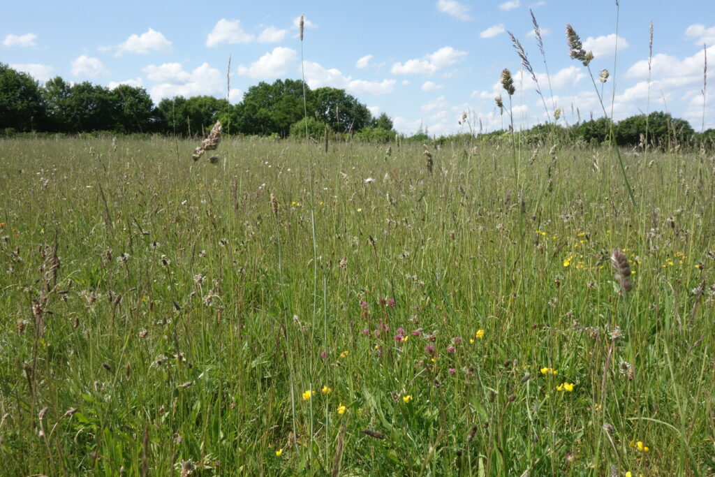 Colourful meadow with many differnet plant species.