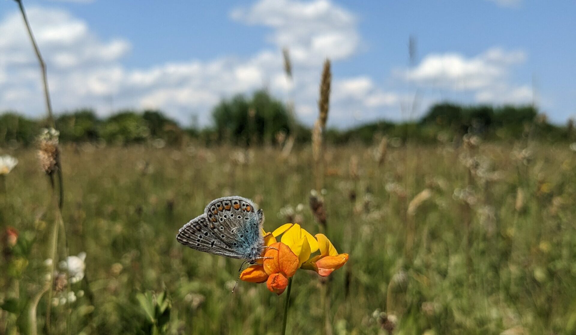 Weiß-blau schimmernder Schmetterling mit schwarzen und orangen Punkten sitzt auf gelber Blüte. Dahinter ist eine Wiese mit vielen verschiedenen Pflanzen sowie blauer Himmel mit ein paar weißen Wolken zu sehen