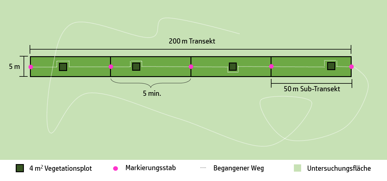 Schema der Begehung mit Übersicht über das Transekt und seine Teilabschnitte sowie den zurückgelegten Weg. 