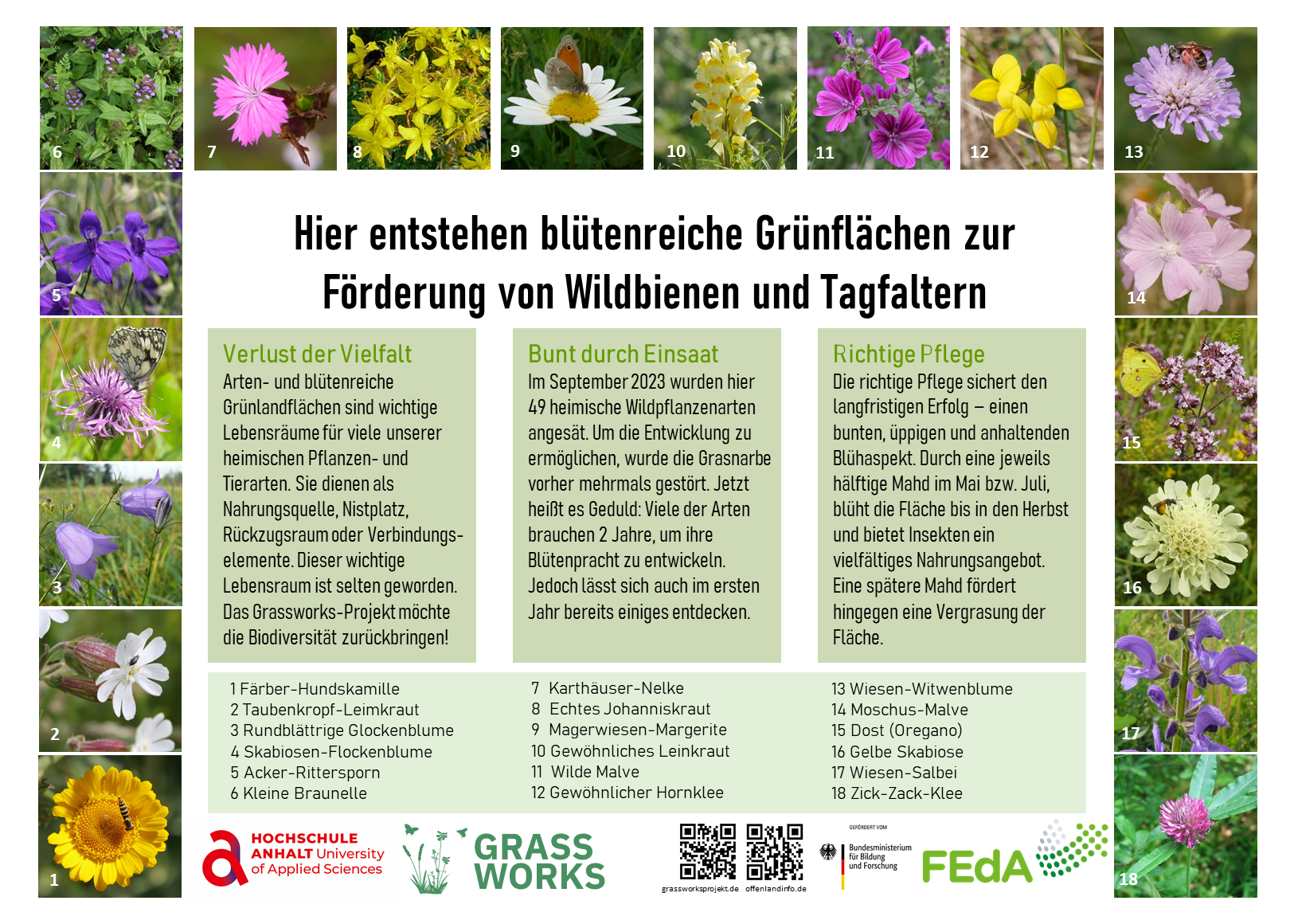 Informationstafel zu Grünland und seinen Arten mit Bildern und Nennung verschiedener Pflanzen und Insekten.